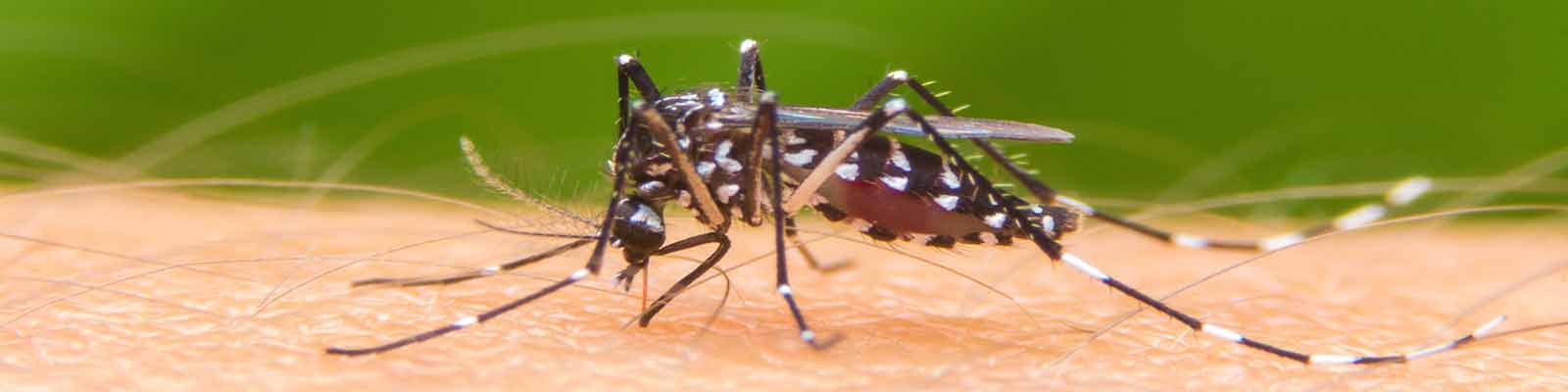 Insecticide